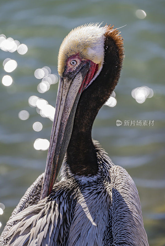 褐鹈鹕(Pelecanus occidentalis)是鹈鹕科的一种鸟，是美洲发现的三种鹈鹕之一，也是两种潜入水中觅食的鸟类之一。洛雷托湾国家海洋公园，墨西哥下加利福尼亚。飞行。